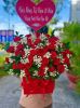 shop-hoa-tuoi-xa-tam-vu-tay-ninh-dich-vu-dien-hoa-gia-re-ship-tan-nha - ảnh nhỏ  1