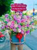 shop-hoa-tuoi-phuong-hiep-binh-tphcm-uu-dai-khi-mua-theo-su-kien - ảnh nhỏ  1