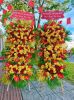 shop-hoa-tuoi-xa-hien-kiet-thanh-hoa-uu-dai-khi-dat-online - ảnh nhỏ  1
