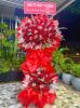 shop-hoa-tuoi-xa-quynh-van-nghe-an-doi-ngu-tho-cam-hoa-sang-trong - ảnh nhỏ  1